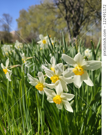 Meadow of blooming daffodils, white primroses, spring flowers, background for holiday cards, Easter Meadow of blooming daffodils, white primroses, spring flowers, background for holiday cards, Easter 122491172