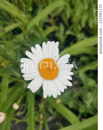 One daisy was taken as a macro photo on a green background. White flower petals, close-up, summer. One daisy was taken as a macro photo on a green background. White flower petals, close-up, summer. 122491173