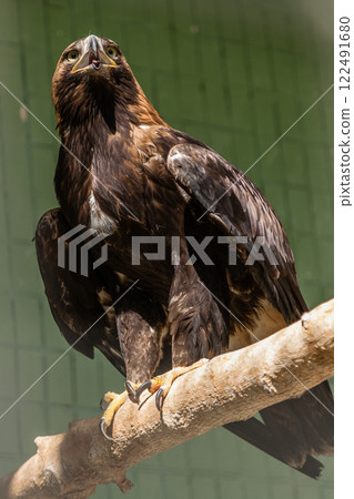 Falcon (hawk) sits on a tree Falcon (hawk) sits on a tree 122491680