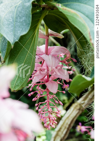 Flowering orchids in the botanical garden Flowering orchids in the botanical garden 122491684