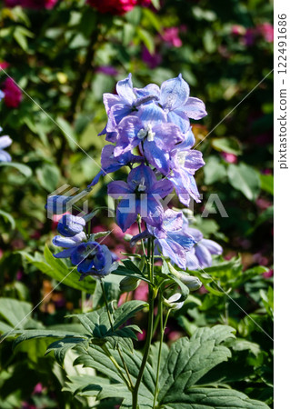 Purple Wildflowers 122491686
