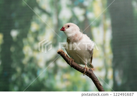 Beautiful birds Astrild (Estrildidae) sitting on a branch 122491687