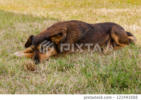 Old dog posing and resting on the grass close-up 122491688