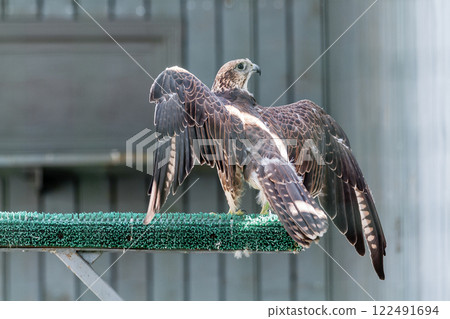 Beautiful falcon 122491694