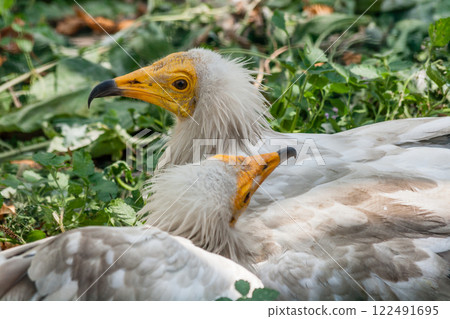 Common vulture (Neophron percnopterus) Common vulture (Neophron percnopterus) 122491695