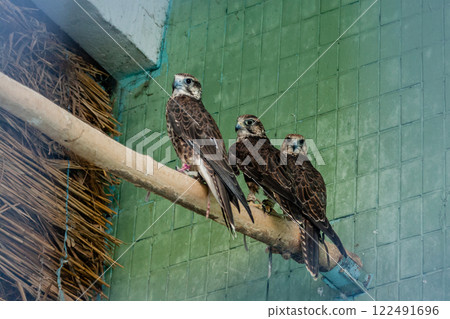 An eagle and a falcon sit on a close-up branch An eagle and a falcon sit on a close-up branch 122491696