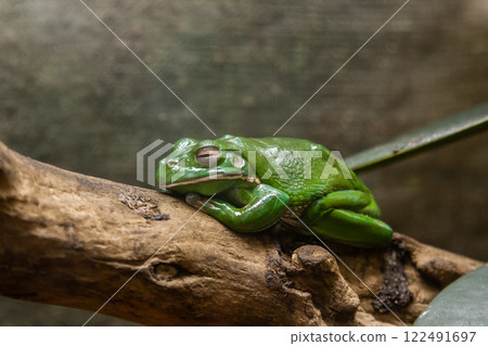 A green toad sits on a  branch 122491697