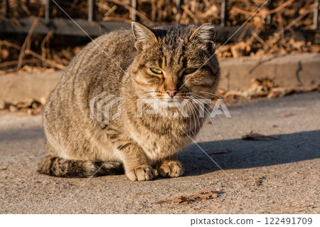 The street cat is heated in the sun's rays 122491709