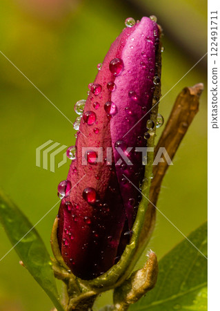 Macro Magnolia bud covered with drops 122491711