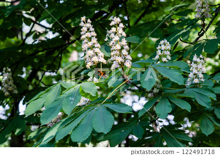 Macro of flowering branch with chestnut leaves 122491718
