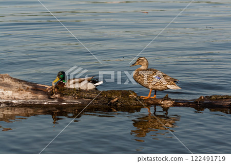 Duck and drake sit on a log Duck and drake sit on a log 122491719