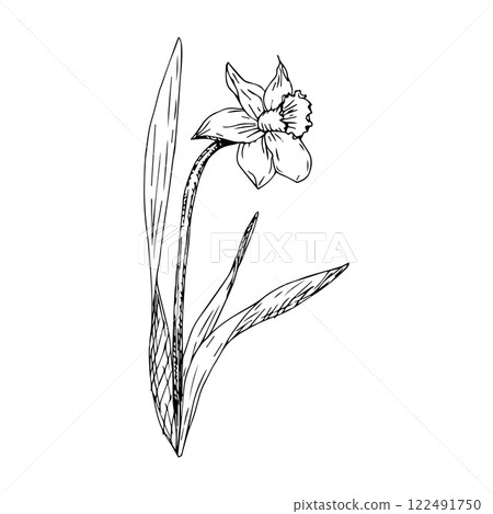 Hand-drawn daffodil flower in the style of engraving. Hand-drawn daffodil flower in the style of engraving. 122491750