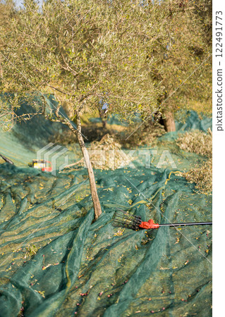 Olive Harvesting Scene Olive Harvesting Scene 122491773