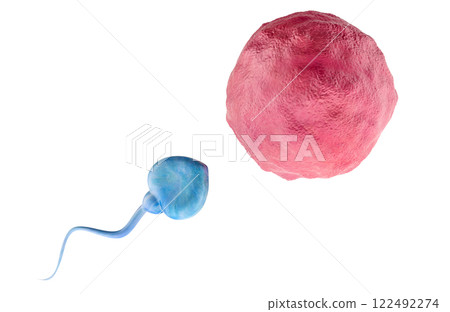 Egg cell, ovum with spermatozoon, 3D rendering Egg cell, ovum with spermatozoon, 3D rendering 122492274