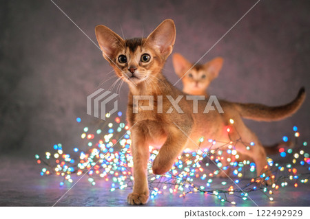 Beautiful red kitten, portrait. The Abyssinian cat plays with garlands. Beautiful red kitten, portrait. The Abyssinian cat plays with garlands. 122492929