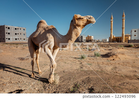 Majestic Camel in an Urban Desert Setting Saudi Arabias Iconic Symbol 122493096