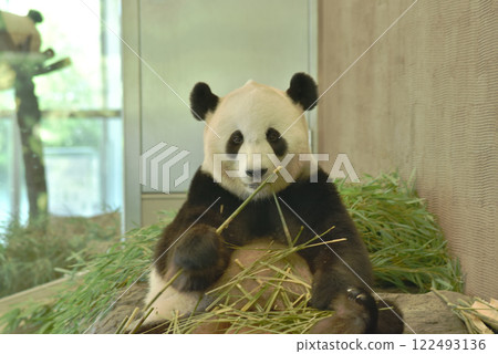 Giant panda eating (Adventure World) 122493136