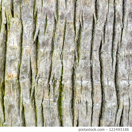 Wooden pattern. Background from the bark of a palm tree. Wrinkled bark. Uneven surface. 122493186