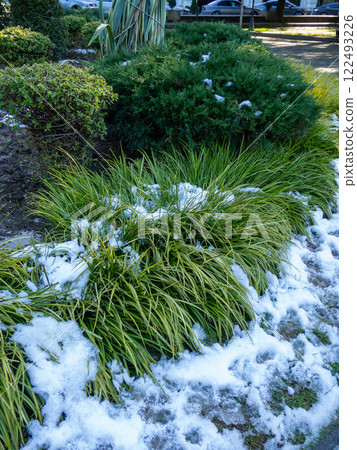 Snow o on green grass. Winter in Batumi. Winter in the park of the resort southern city. Sudden snowfall. Contrast Changing climate. Snow o on green grass. Winter in Batumi. Winter in the park of the resort southern city. Sudden snowfall. Contrast Changing climate. 122493226