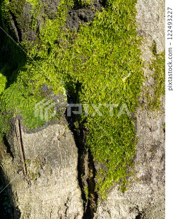 Bright green soft moss. moss on a tree trunk. Close-up of the surface of a tree. Background from natural elements. Bright green soft moss. moss on a tree trunk. Close-up of the surface of a tree. Background from natural elements. 122493227