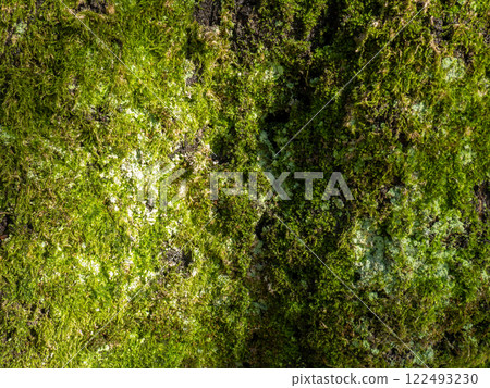 Bright green soft moss. moss on a tree trunk. Close-up of the surface of a tree. Background from natural elements. Bright green soft moss. moss on a tree trunk. Close-up of the surface of a tree. Background from natural elements. 122493230
