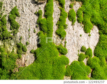 Bright green soft moss. moss on a tree trunk. Close-up of the surface of a tree. Background from natural elements. 122493237