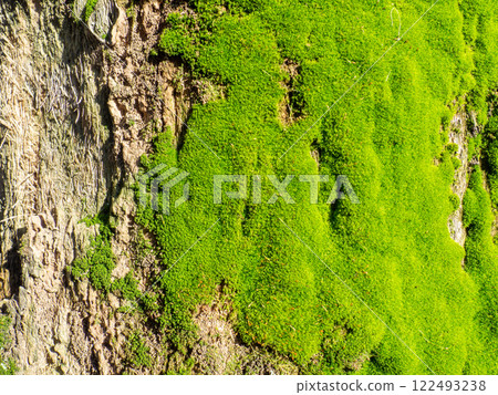 Bright green soft moss. moss on a tree trunk. Close-up of the surface of a tree. Background from natural elements. Bright green soft moss. moss on a tree trunk. Close-up of the surface of a tree. Background from natural elements. 122493238