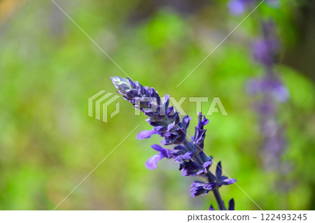 lavender 122493245