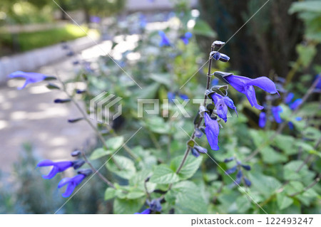 Salvia guaranitica (meadowsage) Salvia guaranitica (meadowsage) 122493247