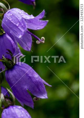 Campanula rotundifolia, the common harebell, Scottish bluebell, or bluebell of Scotland. Campanula rotundifolia, the common harebell, Scottish bluebell, or bluebell of Scotland. 122493253