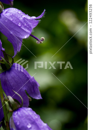 Campanula rotundifolia, the common harebell, Scottish bluebell, or bluebell of Scotland. Campanula rotundifolia, the common harebell, Scottish bluebell, or bluebell of Scotland. 122493256