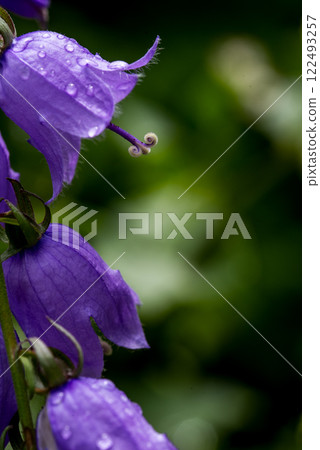 Campanula rotundifolia, the common harebell, Scottish bluebell, or bluebell of Scotland. Campanula rotundifolia, the common harebell, Scottish bluebell, or bluebell of Scotland. 122493257