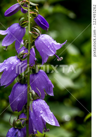 Campanula rotundifolia, the common harebell, Scottish bluebell, or bluebell of Scotland. Campanula rotundifolia, the common harebell, Scottish bluebell, or bluebell of Scotland. 122493262