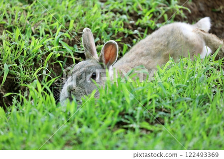 兔子在洞裡休息 122493369
