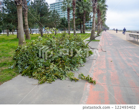 A pile of cut branches lies on the sidewalk. Work of gardeners. 122493402