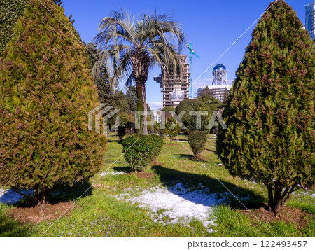 Snow on a palm tree and on green grass. Winter in Batumi. Winter in the park of the resort southern city. Sudden snowfall. 122493457