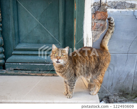 Brown cat on the street. Cat on the sidewalk close-up. Homeless animal. Street. 122493609