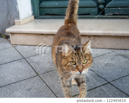 Brown cat on the street. Cat on the sidewalk close-up. Homeless animal. 122493610