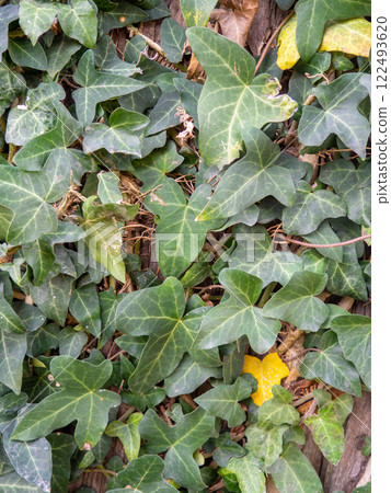 Ivy wraps around a tree trunk. Ivy leaves on the bark of a large tree. Background from leaves and bark. 122493620