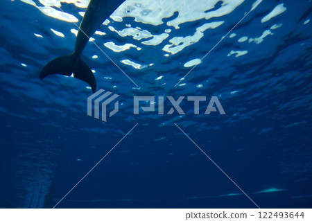 須磨海洋世界水族館(海豚) 須磨海洋世界水族館(海豚) 122493644