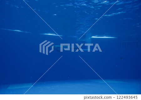 須磨海洋世界水族館(海豚) 須磨海洋世界水族館(海豚) 122493645