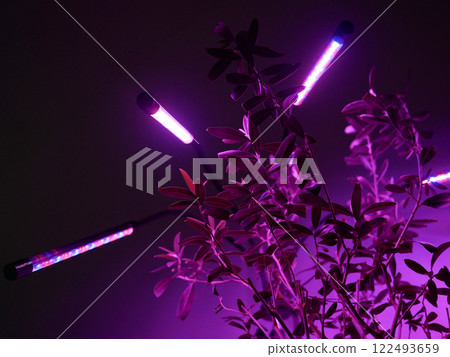 Growing potted olive tree under ultraviolet UV artificial lighting. Lighting of home plants highlighted with LED fitolamp. Growing organic plants at home concept Growing potted olive tree under ultraviolet UV artificial lighting. Lighting of home plants highlighted with LED fitolamp. Growing organic plants at home concept 122493659