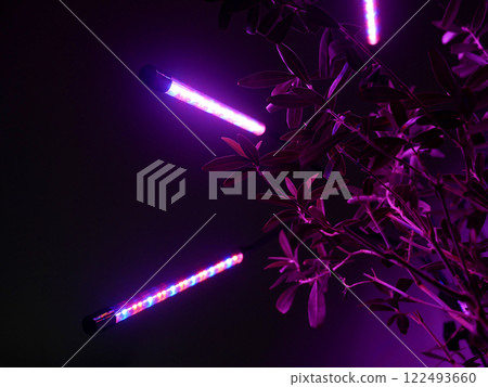 Growing potted olive tree under ultraviolet UV artificial lighting. Lighting of home plants highlighted with LED fitolamp. Growing organic plants at home concept 122493660