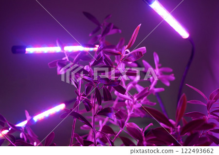 Growing potted olive tree under ultraviolet UV artificial lighting. Lighting of home plants highlighted with LED fitolamp. Growing organic plants at home concept 122493662