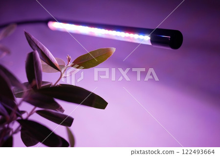Growing potted olive tree under ultraviolet UV artificial lighting. Lighting of home plants highlighted with LED fitolamp. Leaves close up. Growing organic plants at home concept Growing potted olive tree under ultraviolet UV artificial lighting. Lighting of home plants highlighted with LED fitolamp. Leaves close up. Growing organic plants at home concept 122493664