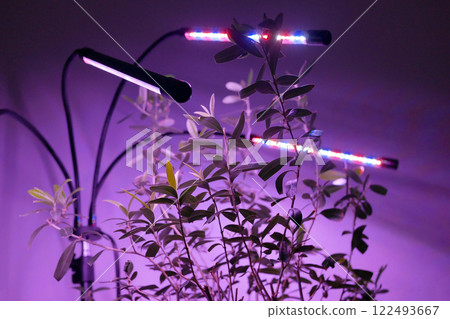 Growing potted olive tree under ultraviolet UV artificial lighting. Lighting of home plants highlighted with LED fitolamp. Growing organic plants at home concept Growing potted olive tree under ultraviolet UV artificial lighting. Lighting of home plants highlighted with LED fitolamp. Growing organic plants at home concept 122493667