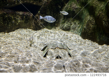 蘇馬海洋世界水箱裡的魚 蘇馬海洋世界水箱裡的魚 122493716