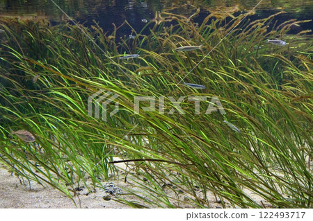 蘇馬海洋世界水箱裡的魚 122493717