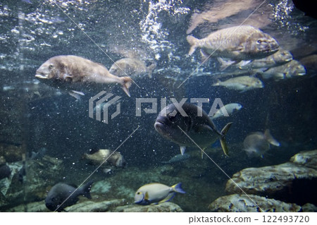 蘇馬海洋世界水箱裡的魚 122493720