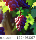 清晨陽光照亮的葡萄 122493867